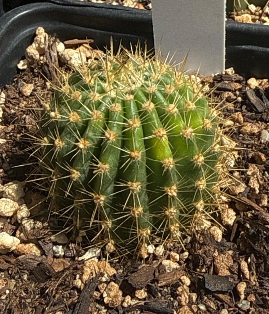 Trichocereus Hybrid 'Neon Dawn' — Rare Blooming Cactus Plant
