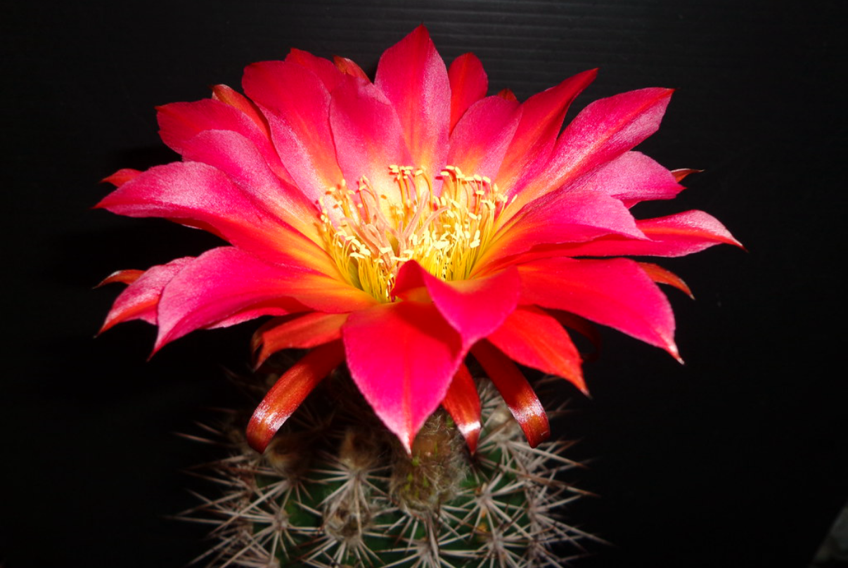 TRICHOCEREUS HYBRID 'LEUCHTFEUER' AKA 'BEACON OF LIGHT' Blooming Cactus Plant