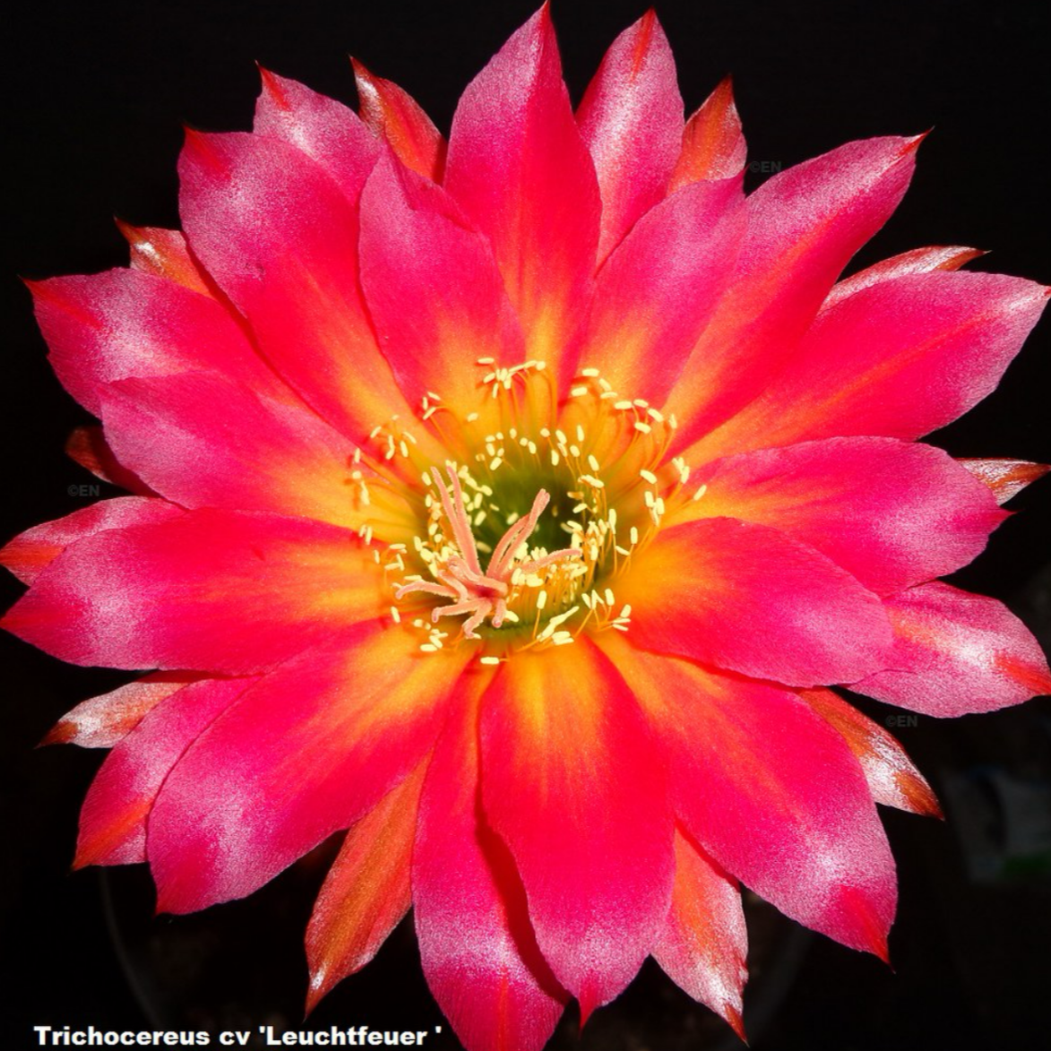 TRICHOCEREUS HYBRID 'LEUCHTFEUER' AKA 'BEACON OF LIGHT' Blooming Cactus Plant