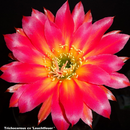 TRICHOCEREUS HYBRID 'LEUCHTFEUER' AKA 'BEACON OF LIGHT' Blooming Cactus Plant