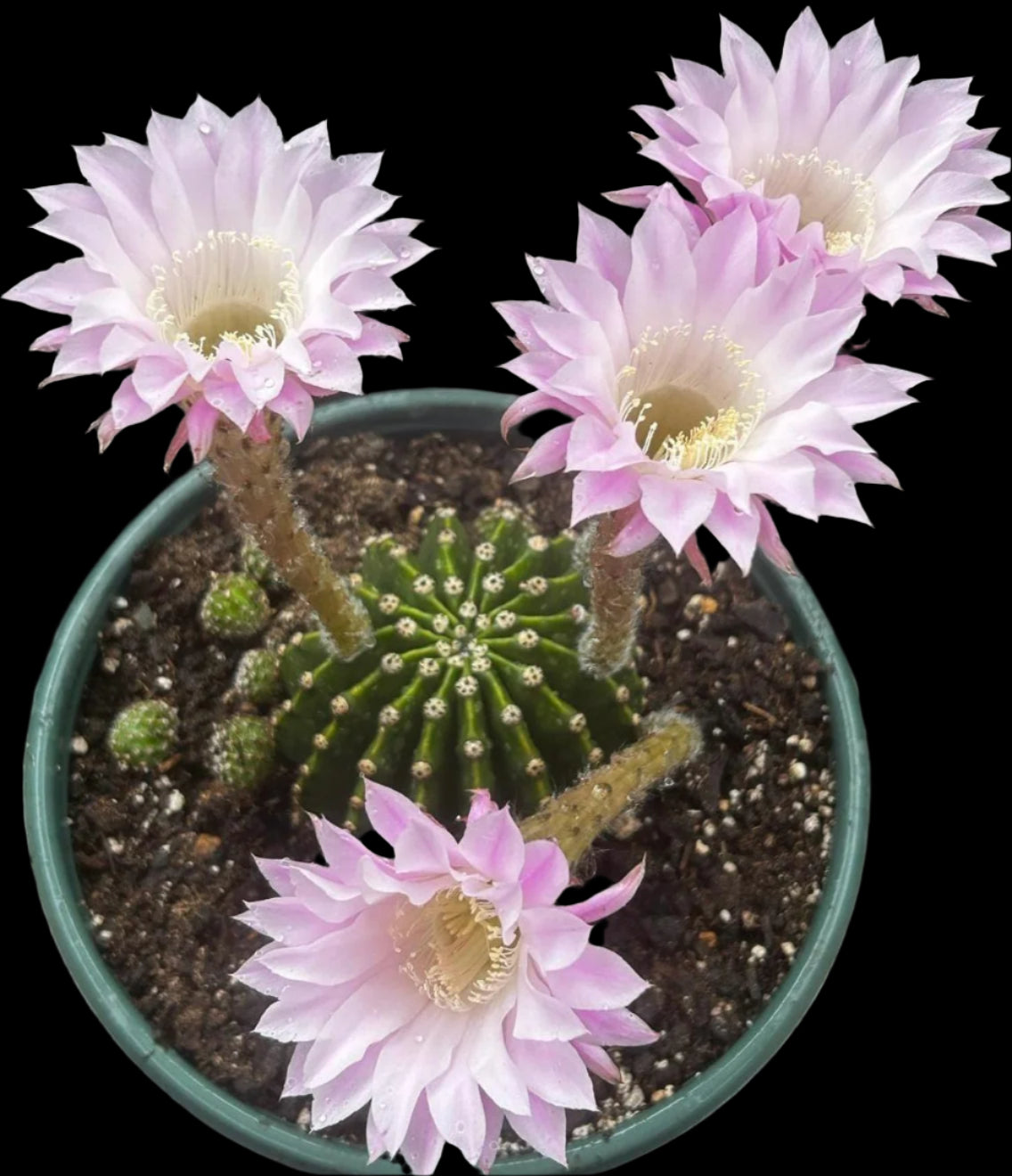 Fragrant ECHINOPSIS HYBRID 'LOS ANGELES' Blooming Cactus Plant