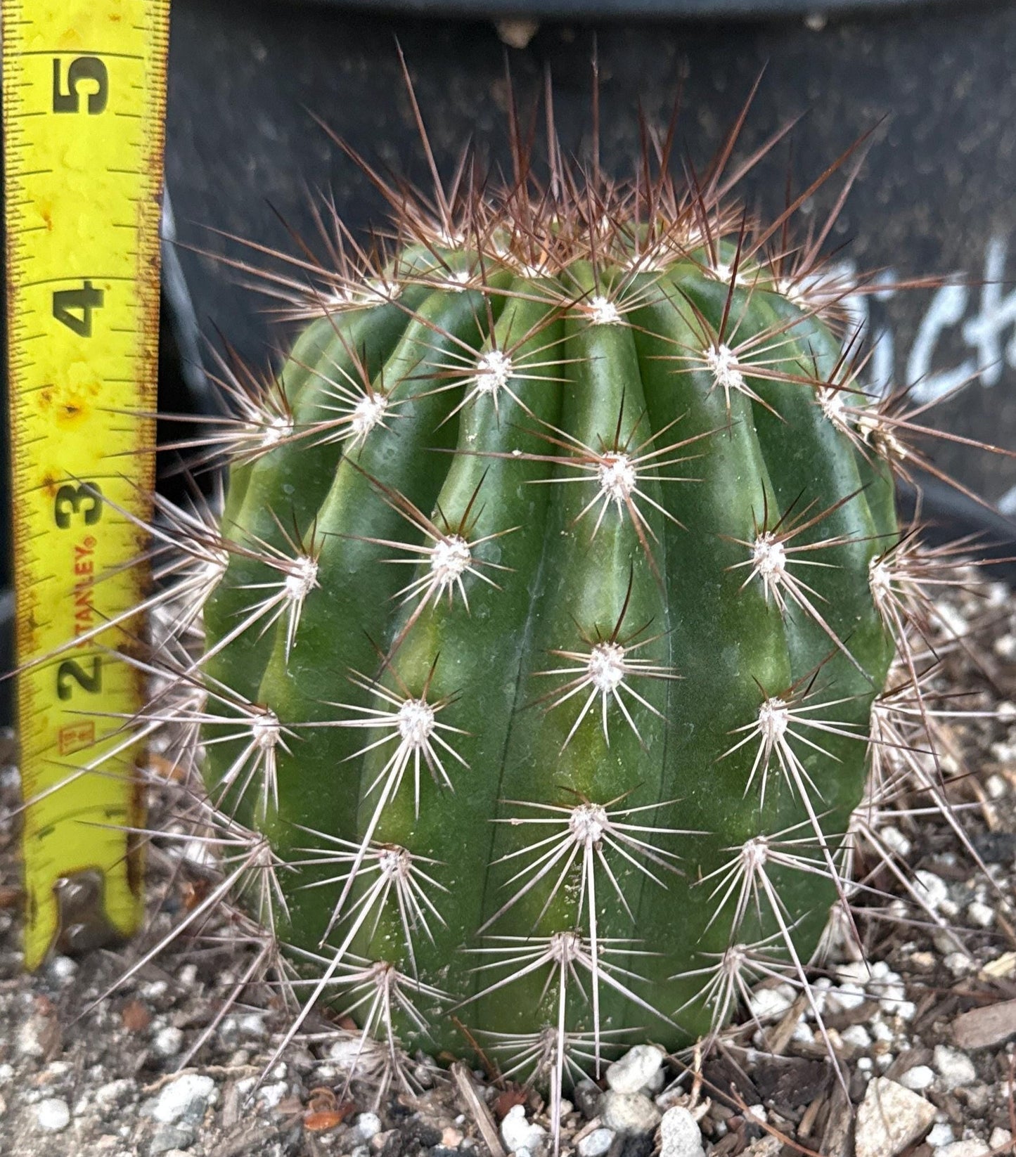 TRICHOCEREUS HYBRID 'GRASERS FREUDE' Blooming Cactus Plant