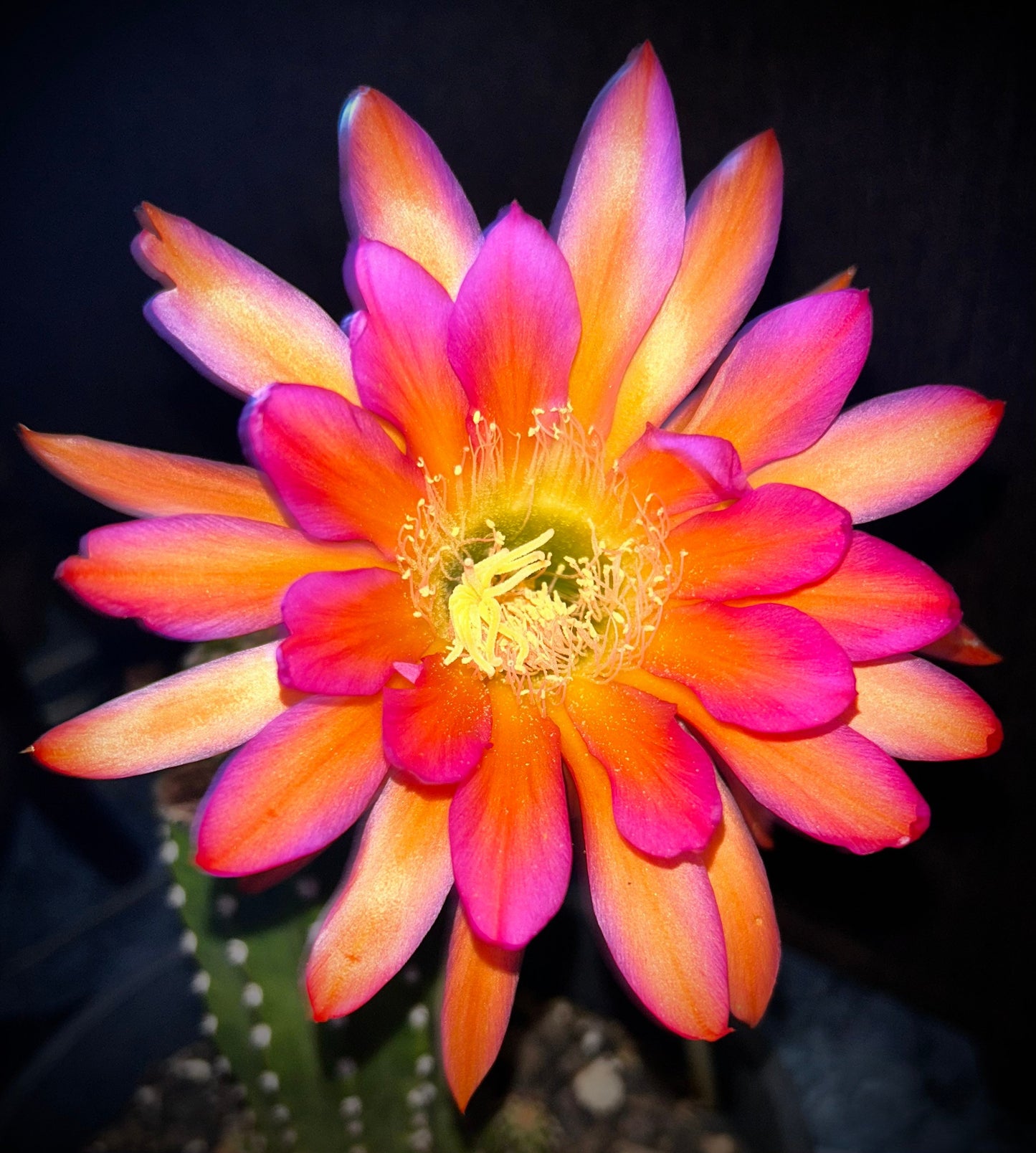 Trichocereus Hybrid 'Betty Boom' MEX 600-1 — Rare 7" Budding Multicolor Blooming Cactus