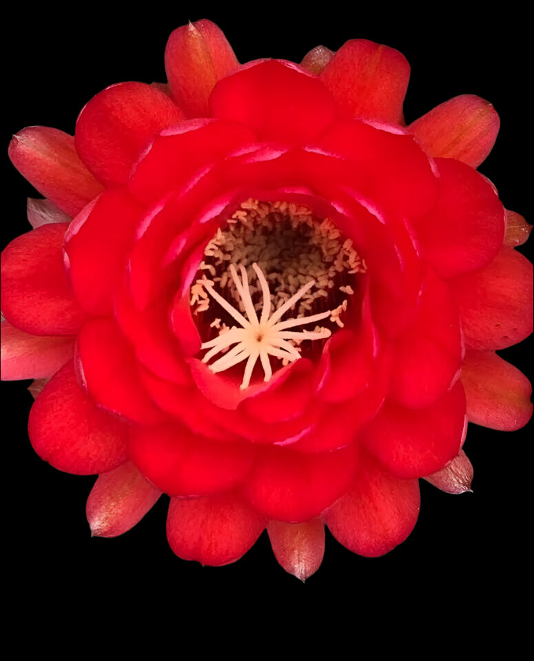 Large TRICHOEREUS HYBRID 'CHERRY RED' Blooming Cactus Plant
