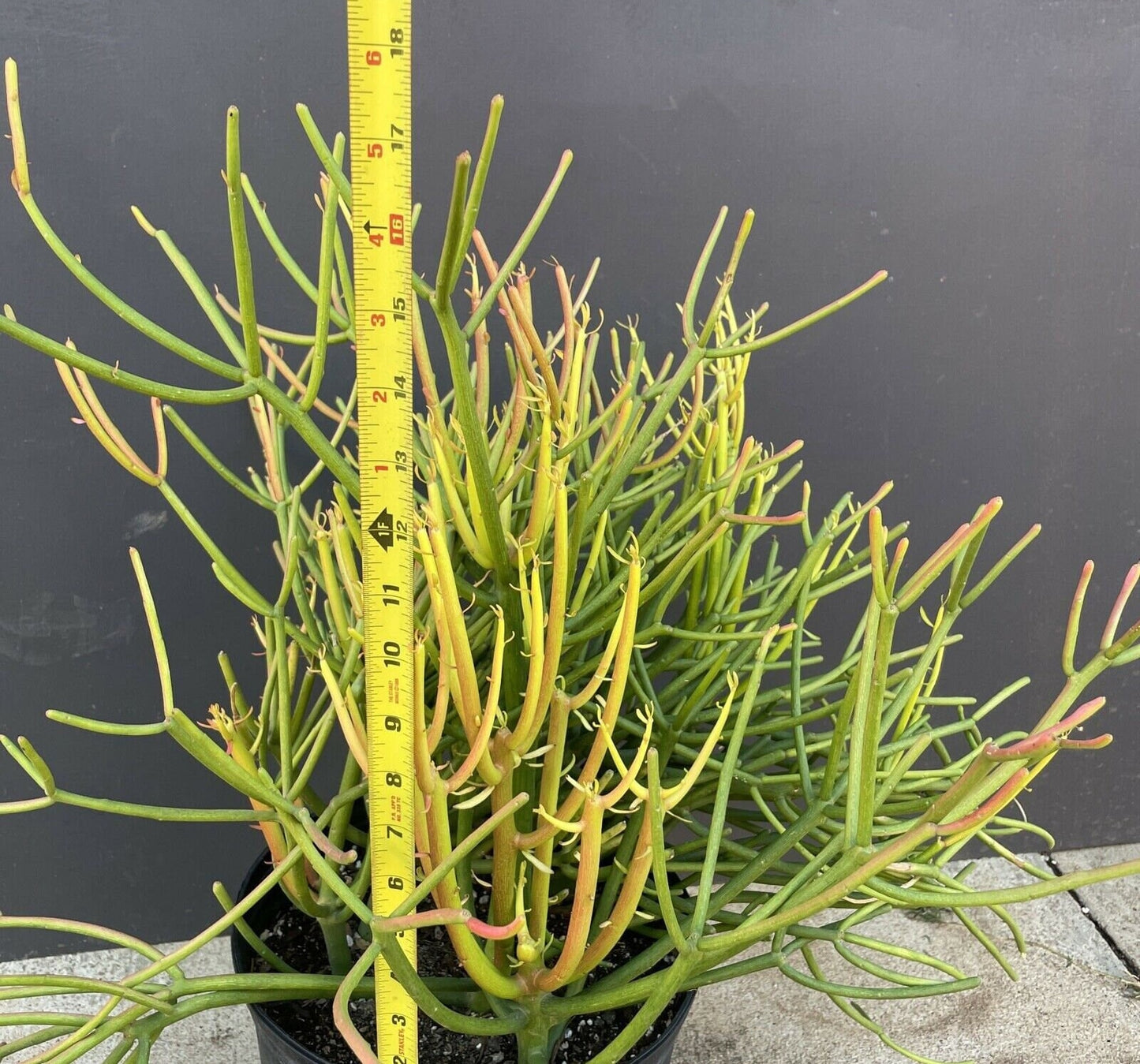 Large Firesticks/Sticks on Fire/Red Pencil Tree /Euphorbia Tirucalli Plants