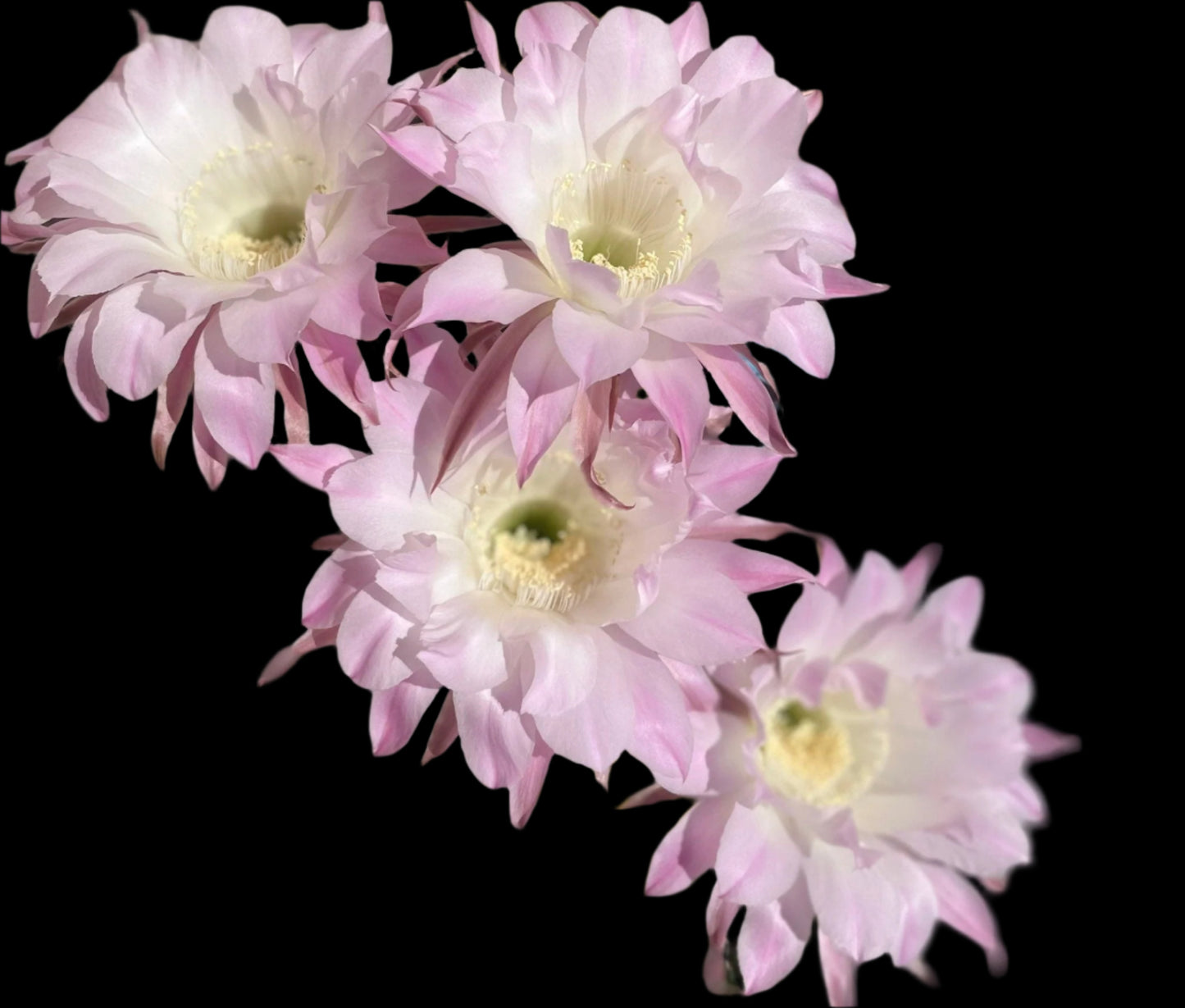 Fragrant, ECHINOPSIS OXYGONA,Blooming Cactus Plant
