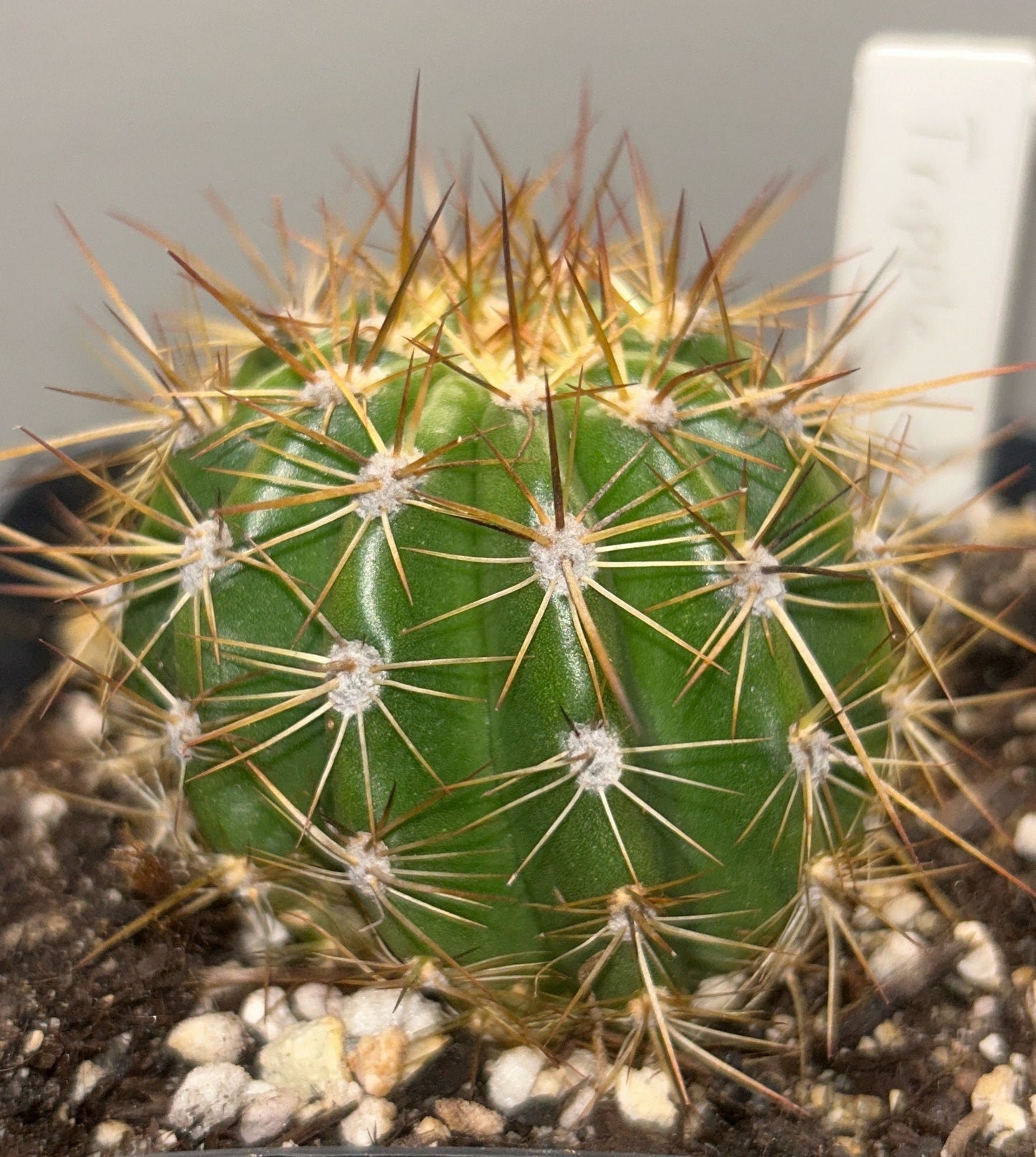 New TRICHOCEREUS HYBRID 'TRIPLE SEC' Blooming Cactus Plant