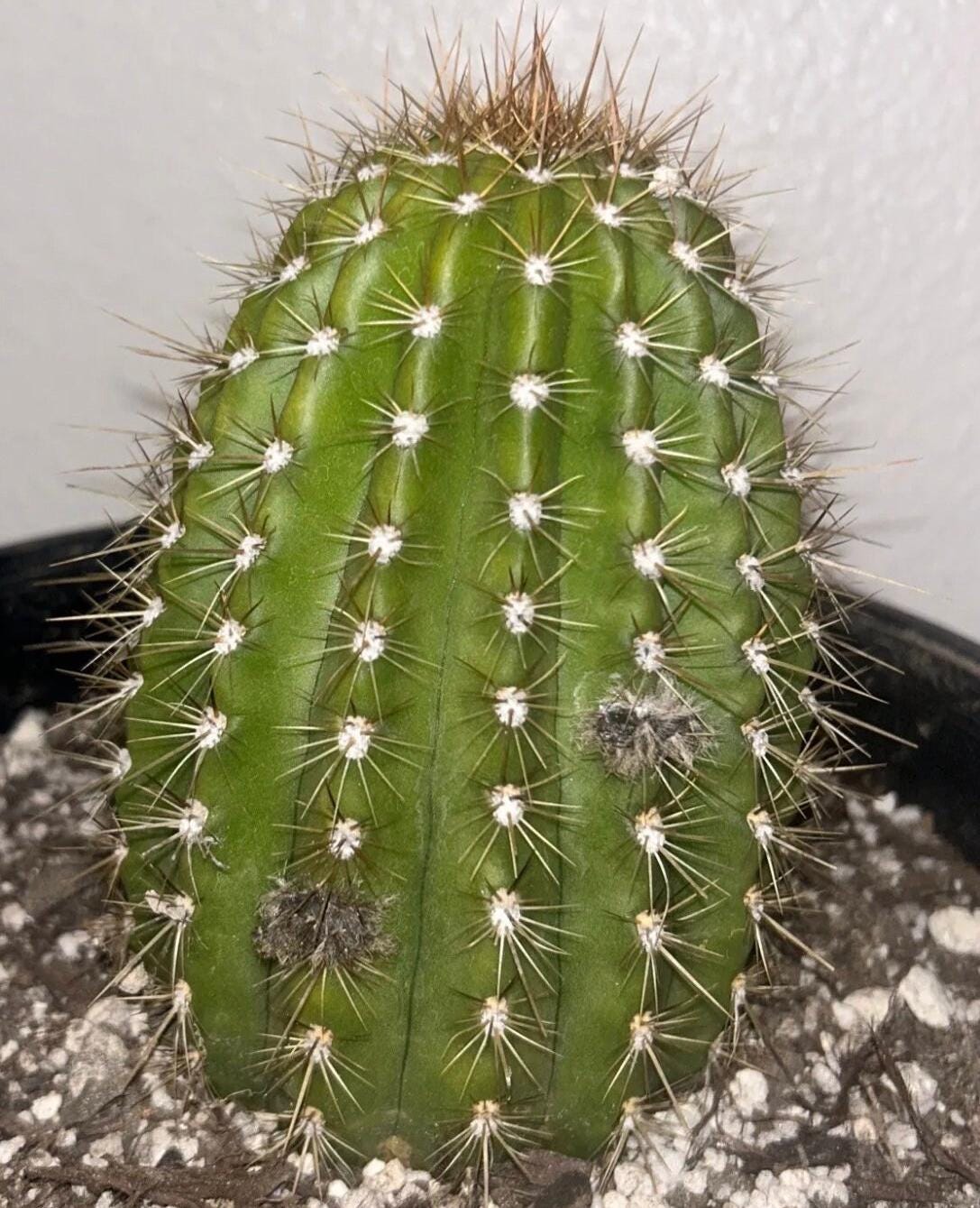 Budding,Extremely Rare TRICHOCEREUS HYBRID 'FLYING SAUCER' Blooming Cactus Plant