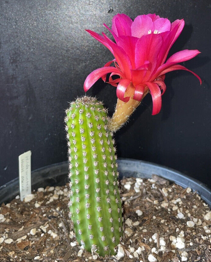 7'' HILDEWINTERA HYBRID 'MEINE HILDE' Blooming Cactus Plant