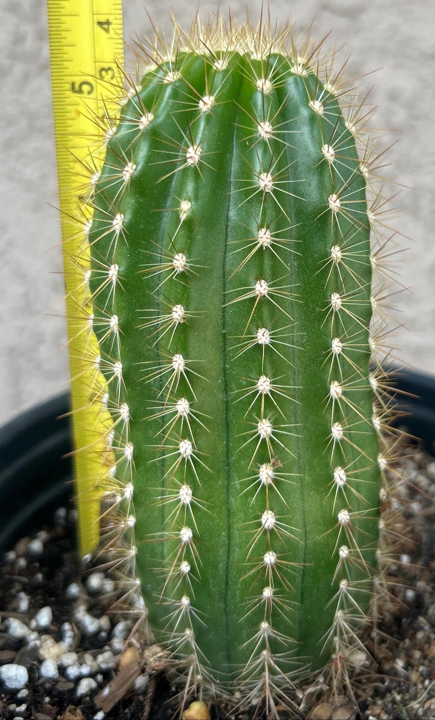 NEW, Trichocereus Hybrid 'CHERRY WINE' Blooming Cactus Plant