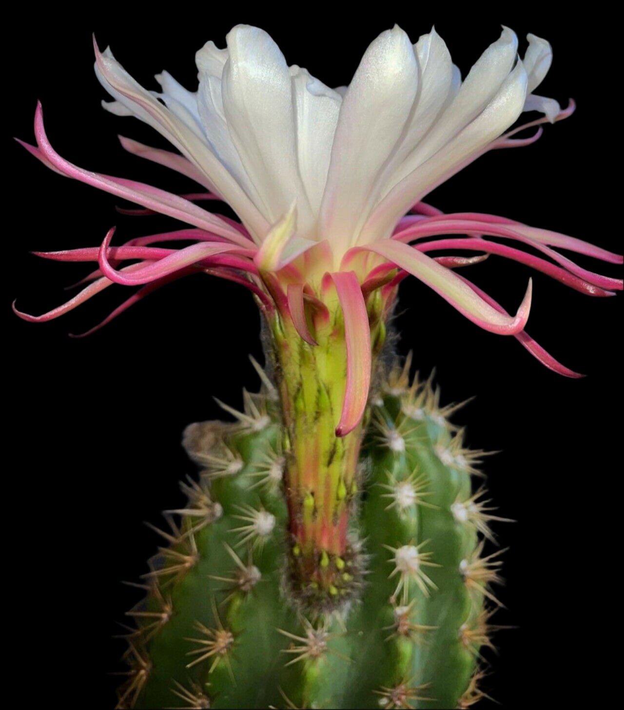 TRICHOCEREUS HYBRID SUN GODDESS/GRANDIFLORA Blooming Cactus Plant
