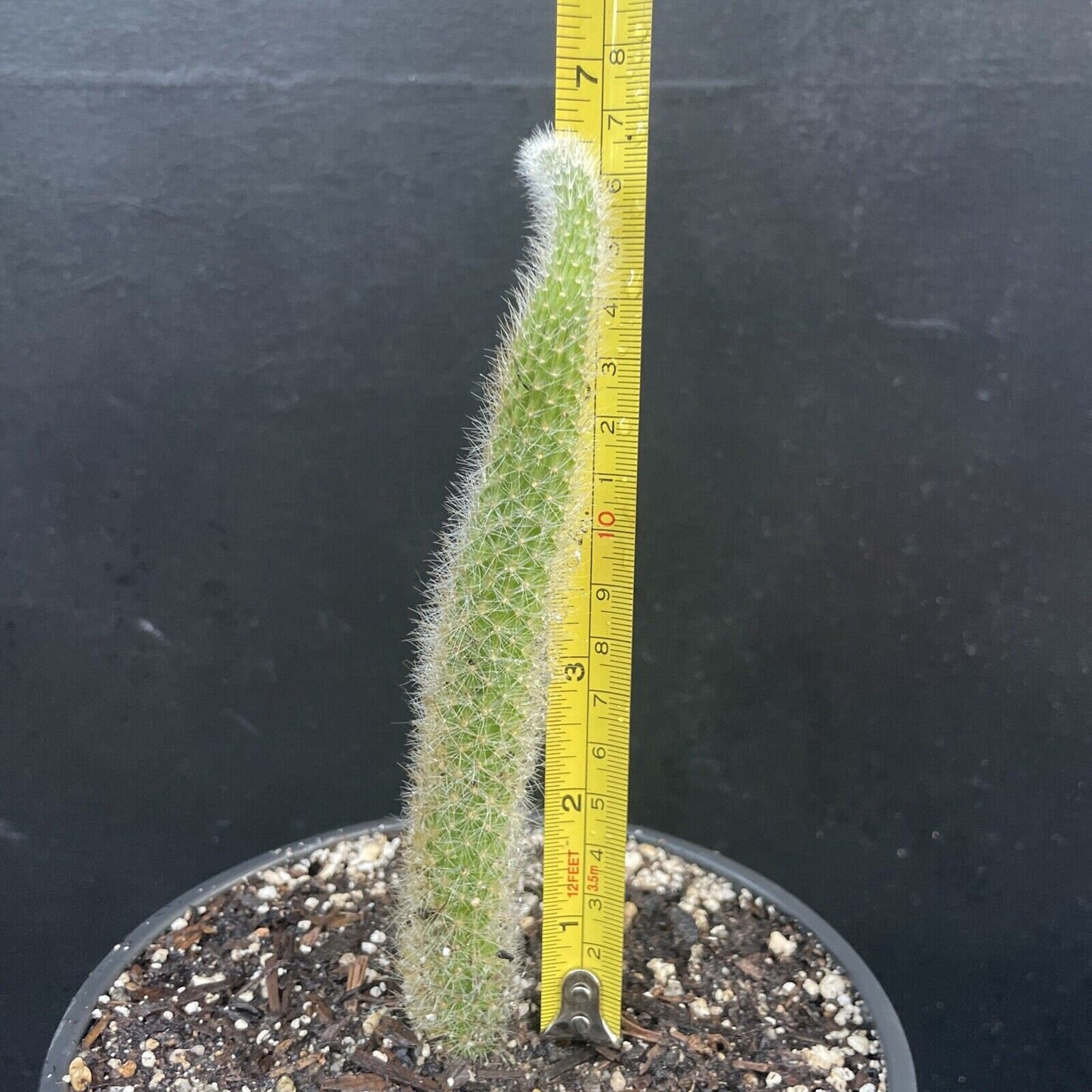 HILDEWINTERA COLADEMONIS -Monkey Tail Blooming Cactus Plant