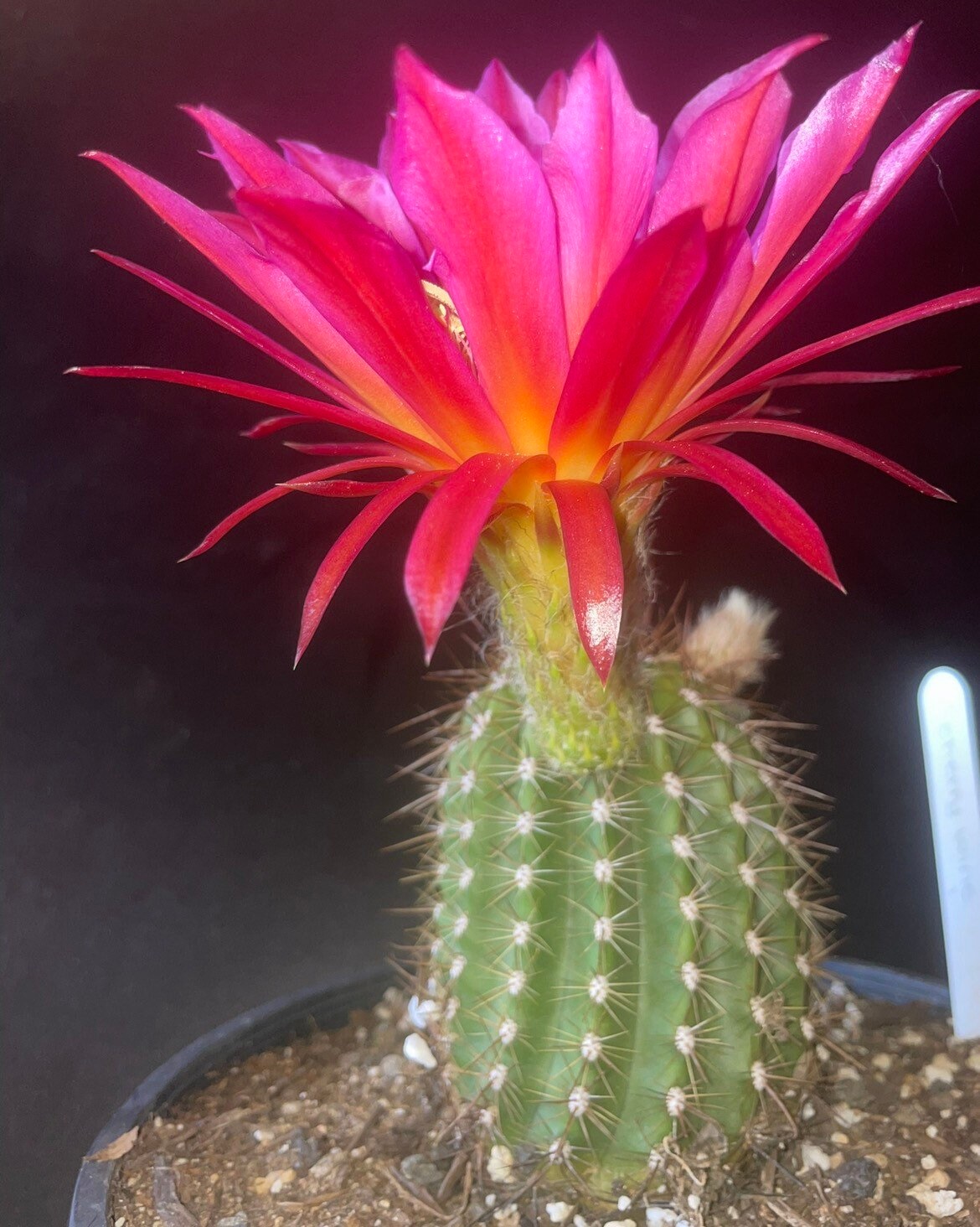 NEW, Trichocereus Hybrid 'CHERRY WINE' Blooming Cactus Plant