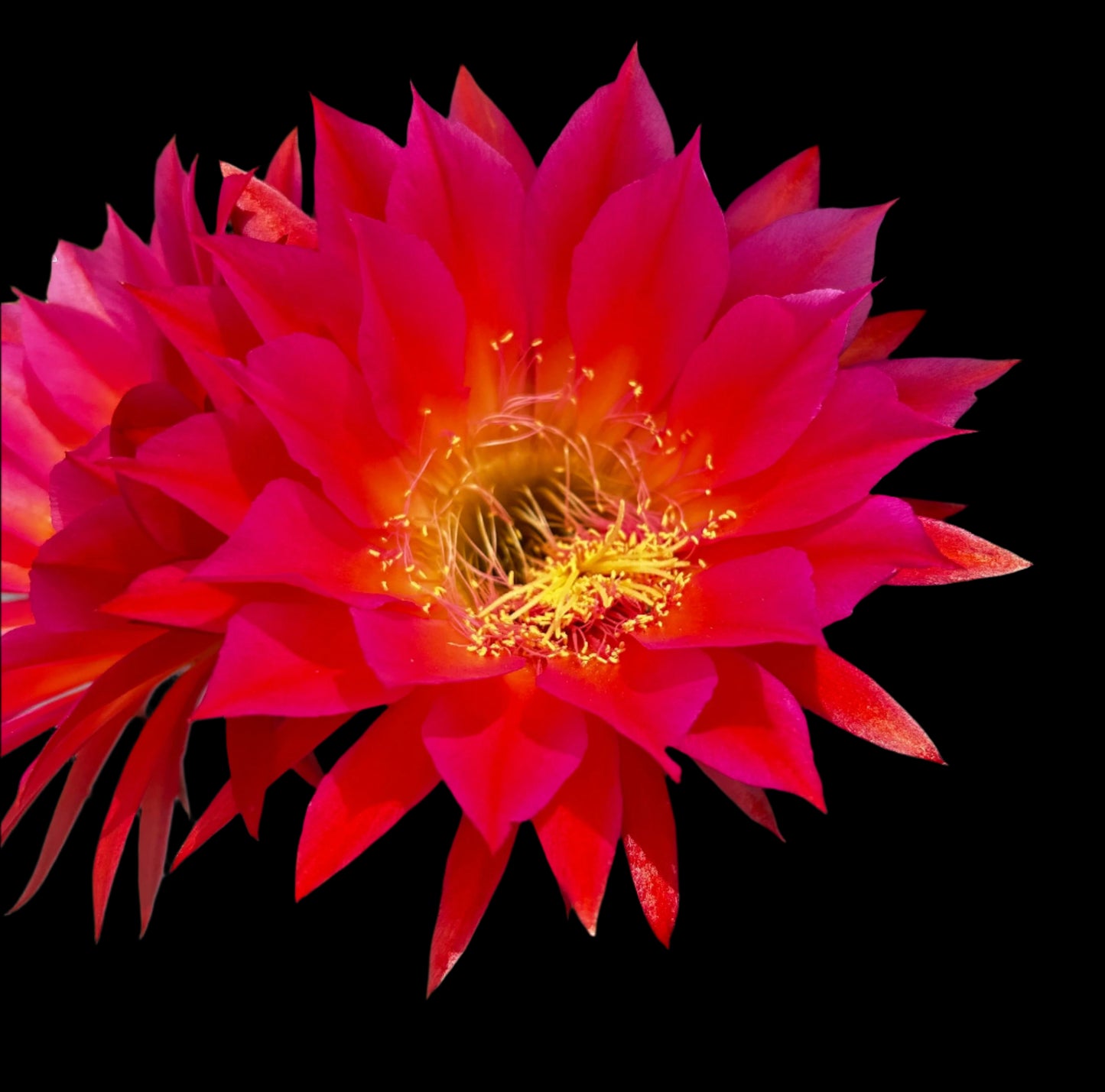 NEW, Trichocereus Hybrid 'CHERRY WINE' Blooming Cactus Plant