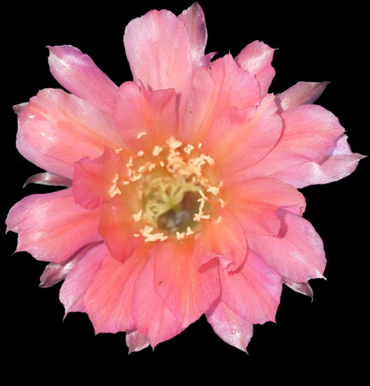 Budding ECHINOPSIS HYBRID 'SALMON QUEEN' Blooming Cactus Plant