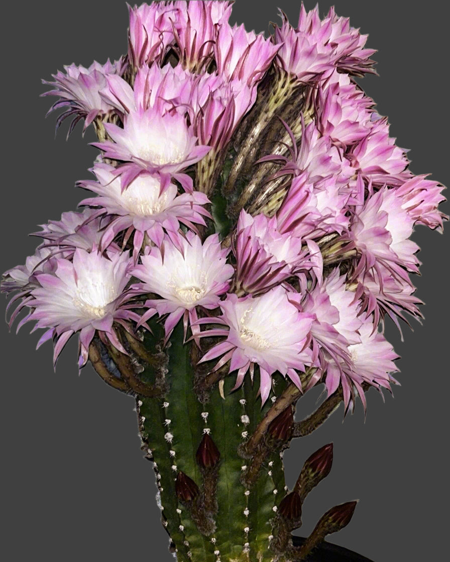 Fragrant, ECHINOPSIS OXYGONA,Blooming Cactus Plant