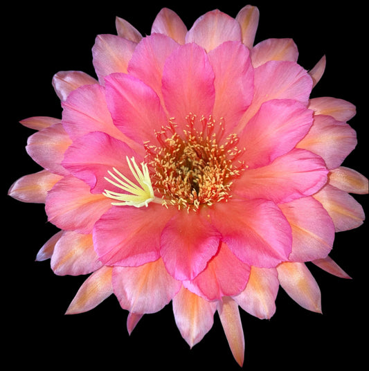 TRICHOCEREUS HYBRID 'SWEET ALOHA' Blooming Cactus Plant