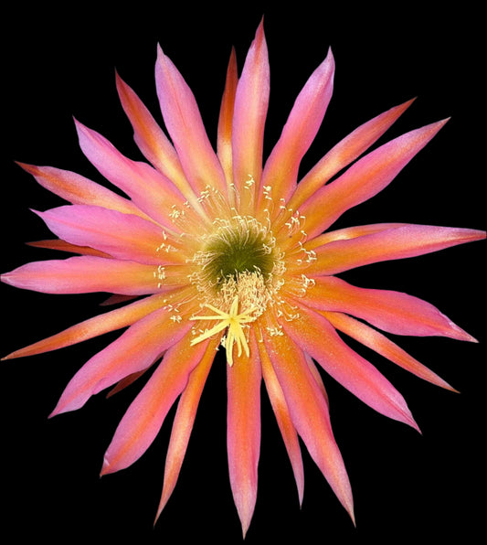 TRICHOCEREUS HYBRID 'INSANE BIG PINK SPIDER' Blooming Cactus Plant