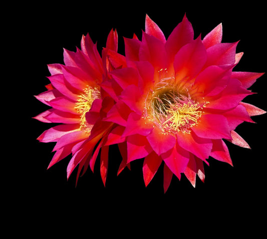 NEW, Trichocereus Hybrid 'CHERRY WINE' Blooming Cactus Plant