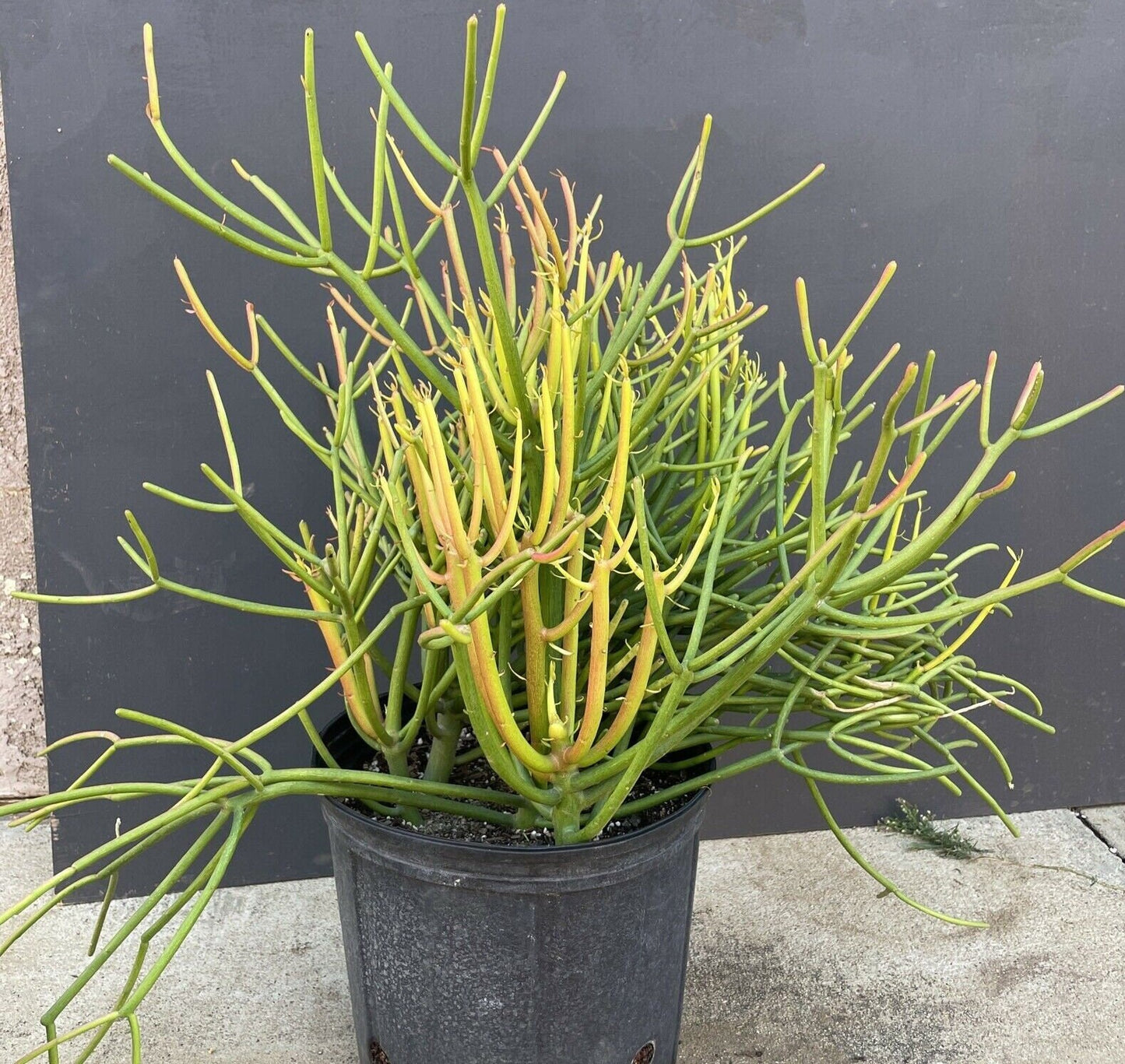 Large Firesticks/Sticks on Fire/Red Pencil Tree /Euphorbia Tirucalli Plants