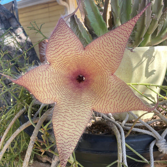 Stapelia Gigantea/Giant Starfish Flower Blooming Cactus Plant