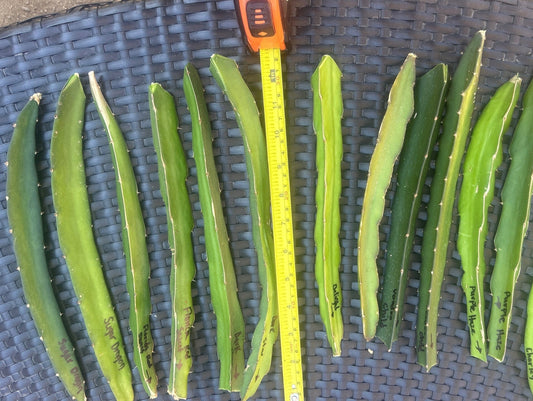 7 SETS of 2 DRAGONFRUIT MIXED CUTTINGS