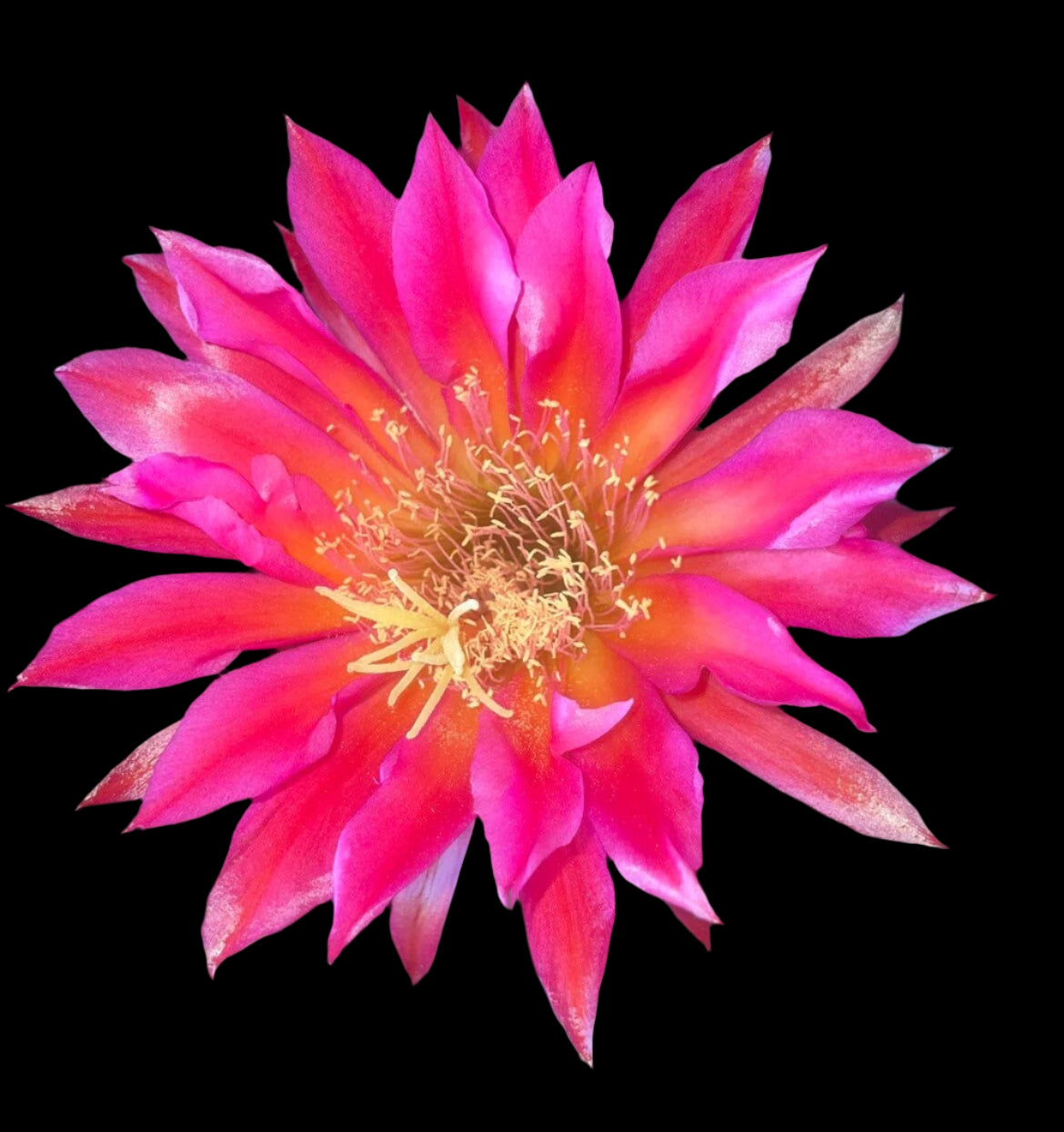 NEW, Trichocereus Hybrid 'CHERRY WINE' Blooming Cactus Plant