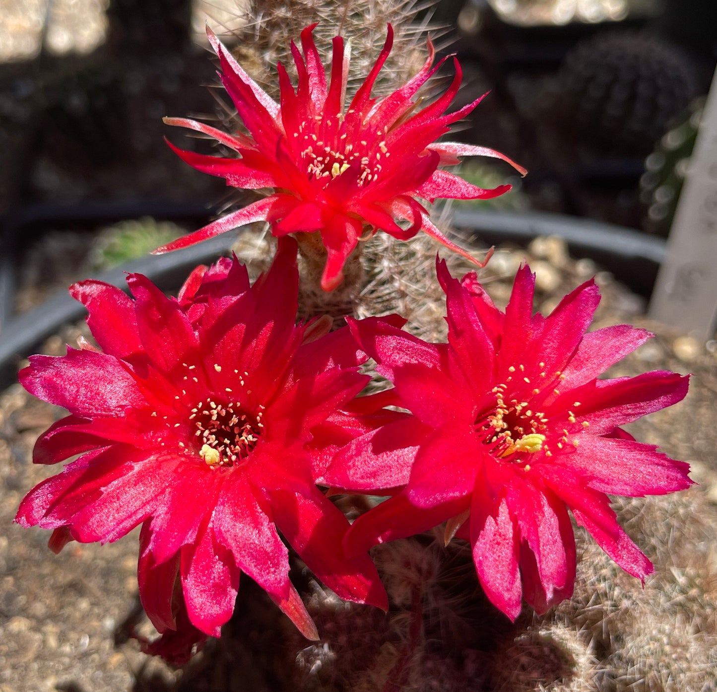 Rare CHAMAECEREUS WILD STAR Blooming Cactus Plant