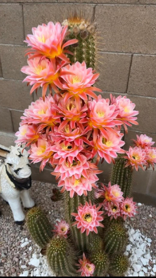 TRICHOCEREUS HYBRID 'FIRST LIGHT' Blooming Cactus Plant