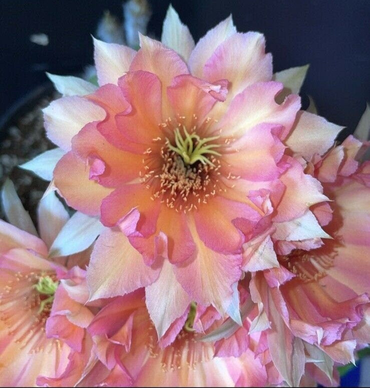 lilian ECHINOPSIS HYBRID 'LILIAN HARVEY' Profuse Blooming Plant