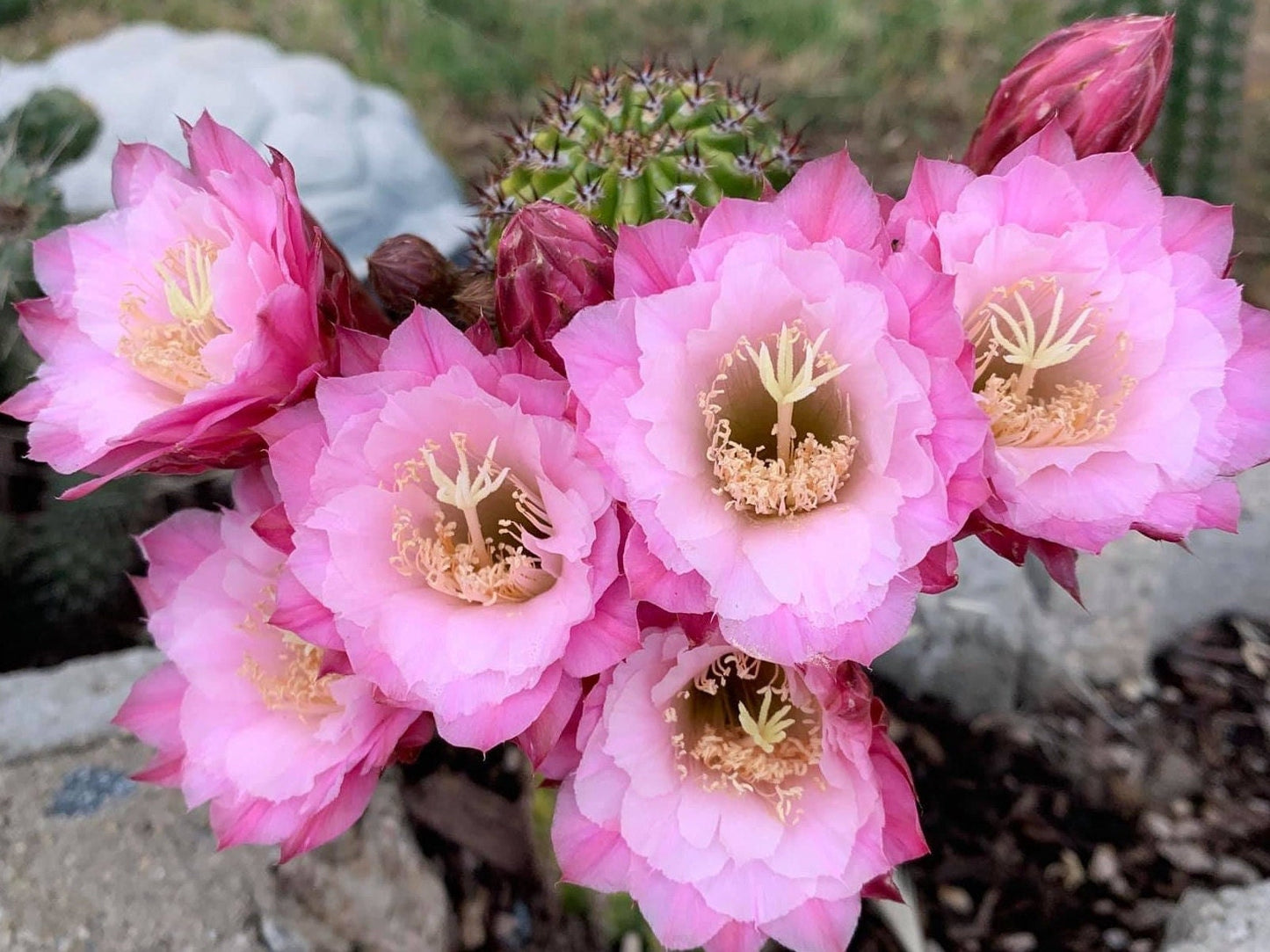 RARE HILDEWINTERA HYBRID 'NAHEROCHEN' Blooming Cactus Plant