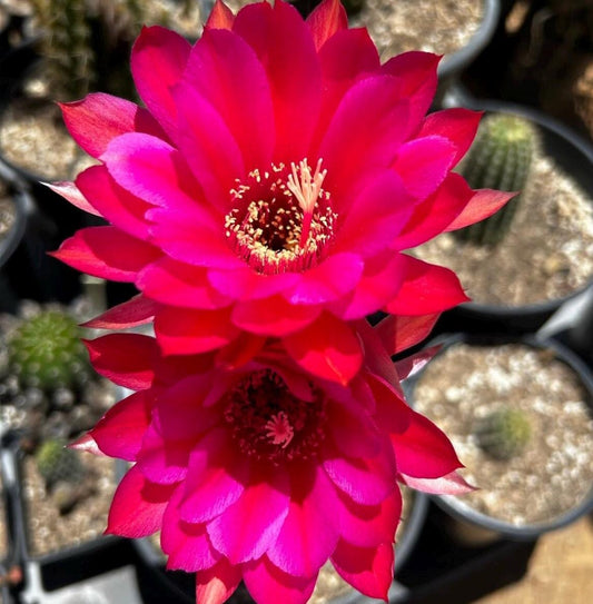 TRICHOCEREUS HYBRID 'WEIN' Blooming Cactus Plant