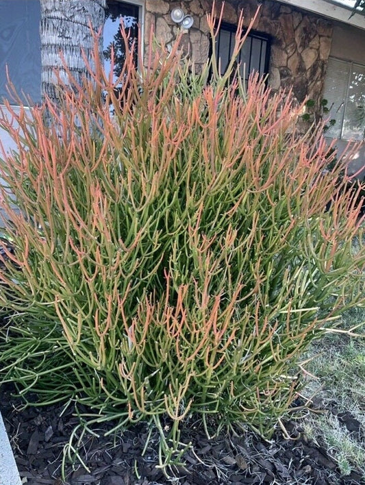 Large Firesticks/Sticks on Fire/Red Pencil Tree /Euphorbia Tirucalli Plants