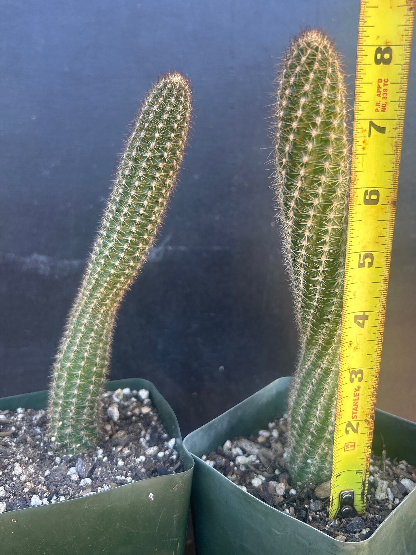 Rare CHAMAECEREUS WILD STAR Blooming Cactus Plant