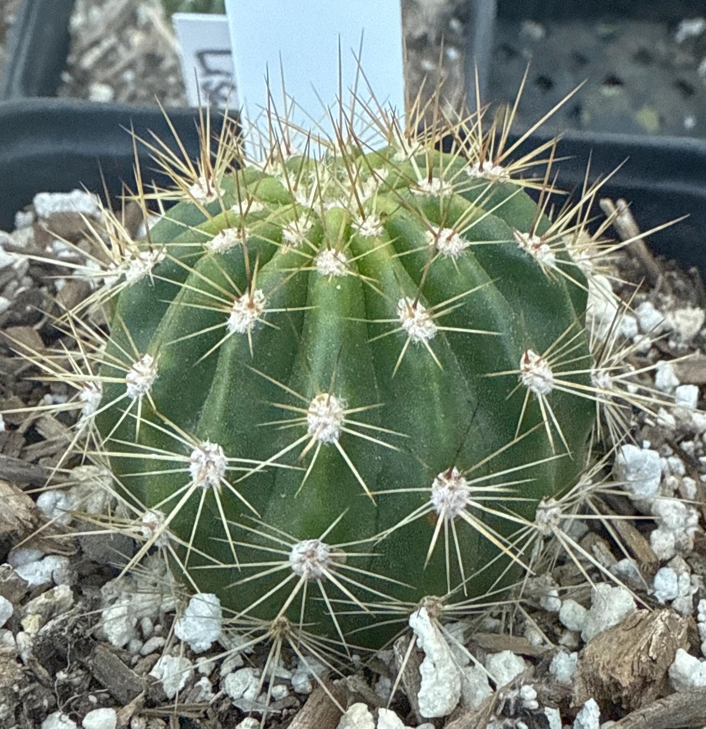 Rare TRICHOCEREUS HYBRID 'MONA LISA' Blooming Cactus Plant