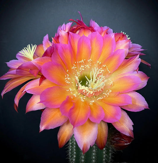 New TRICHOCEREUS HYBRID 'PRINCESS BUBBLEGUM' Blooming Cactus plant