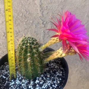 Echinopsis Hybrid 'Foxy Lady' — Rare Fragrant 5–6" Budding Pink-Purple Blooming Cactus