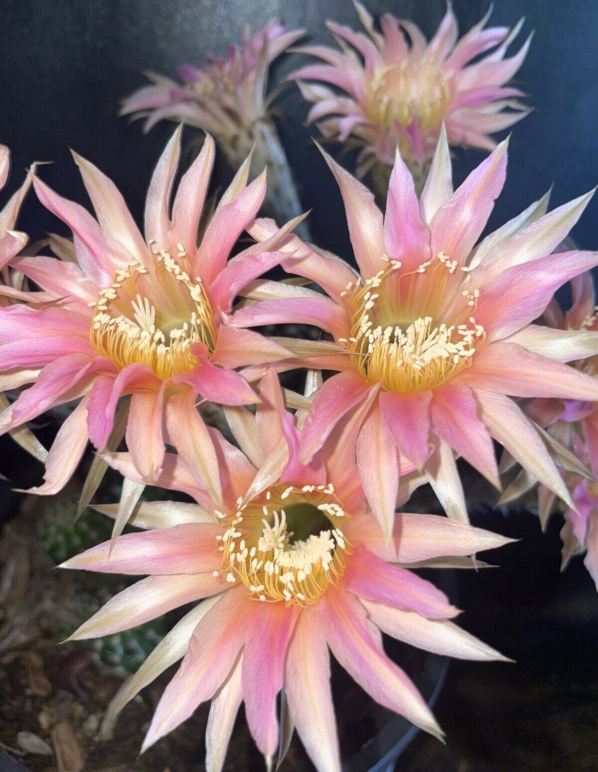 ECHINOPSIS HYBRID 'STARLIGHT EXPRESS' Blooming Cactus Plant