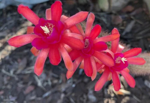 HILDEWINTERA HYBRID 'HUMKES RUBIN' Blooming Cactus Plant