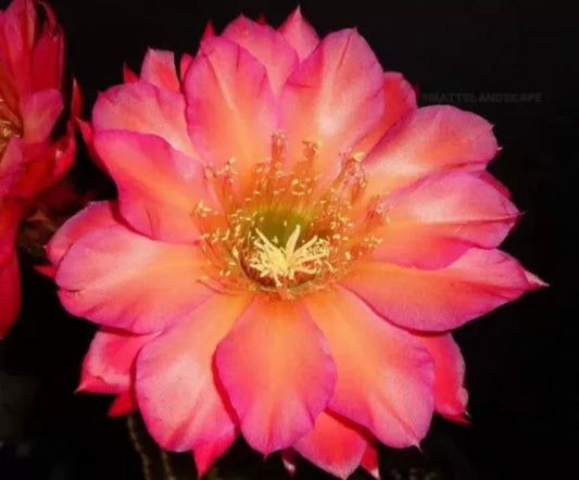 Rare TRICHOCEREUS HYBRID 'MALIBU' Blooming Cactus Plant