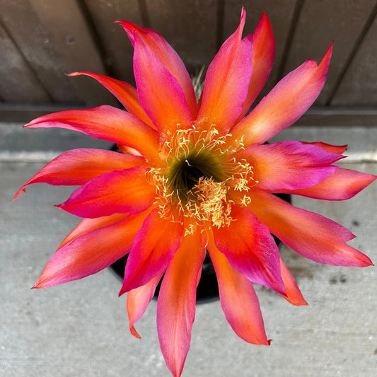 New, TRICHOCEREUS HYBRID 'SALMON SPIDER' Cactus Plant