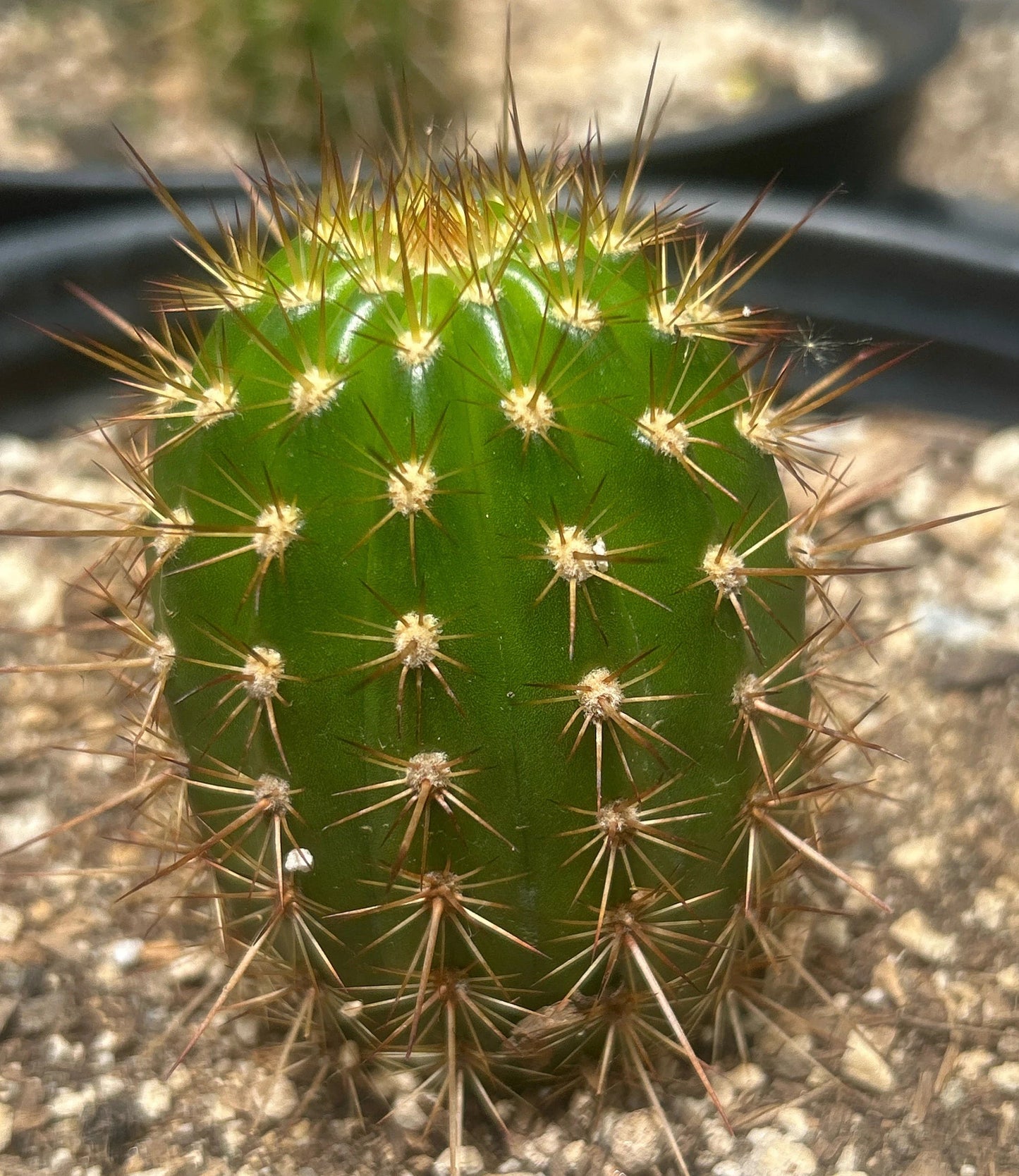 New, TRICHOCEREUS HYBRID 'ORANGEADE' Blooming Cactus Plant