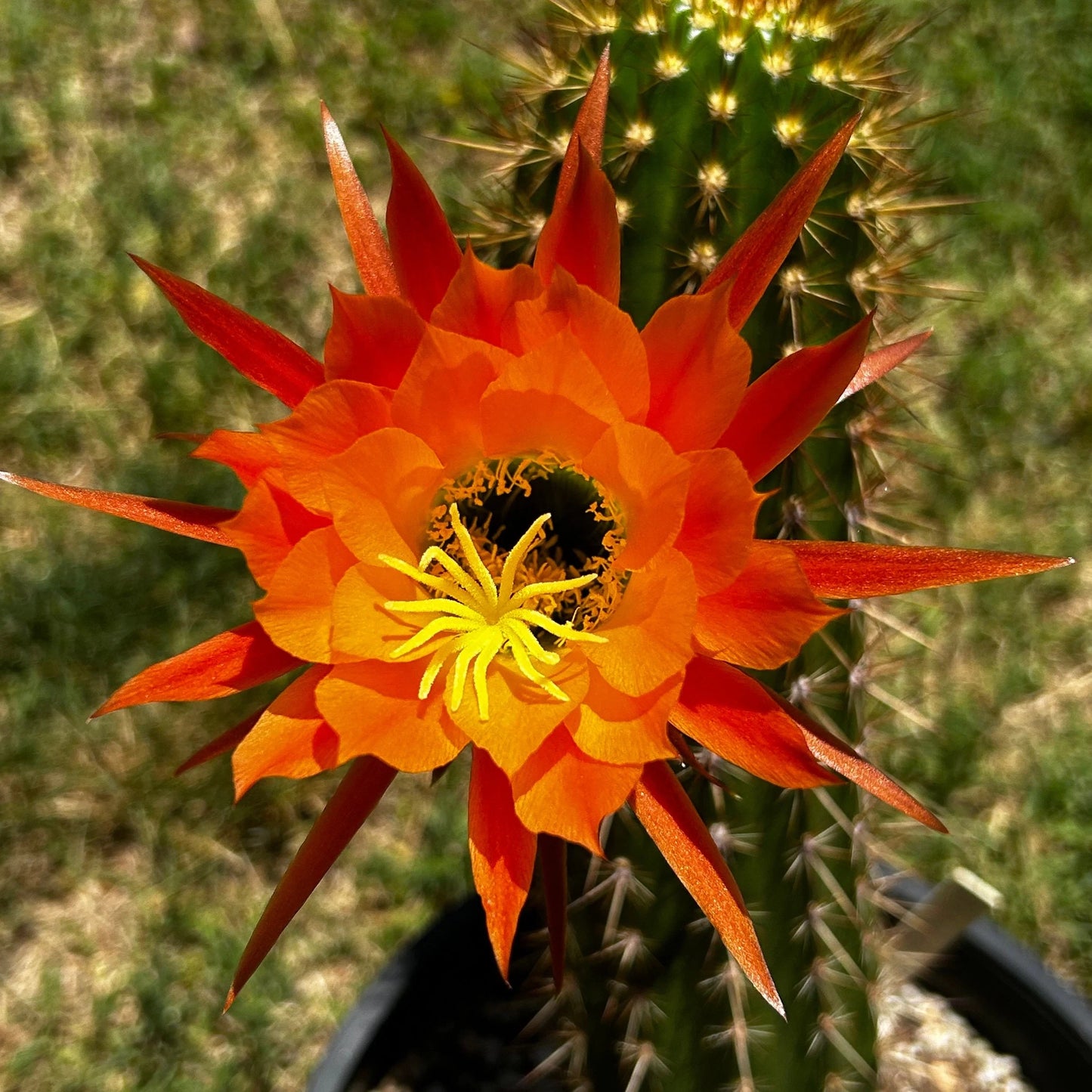 New, TRICHOCEREUS HYBRID 'ORANGEADE' Blooming Cactus Plant
