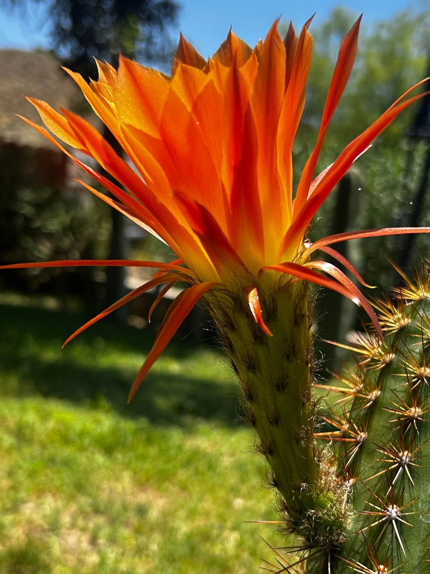 New, TRICHOCEREUS HYBRID 'ORANGEADE' Blooming Cactus Plant