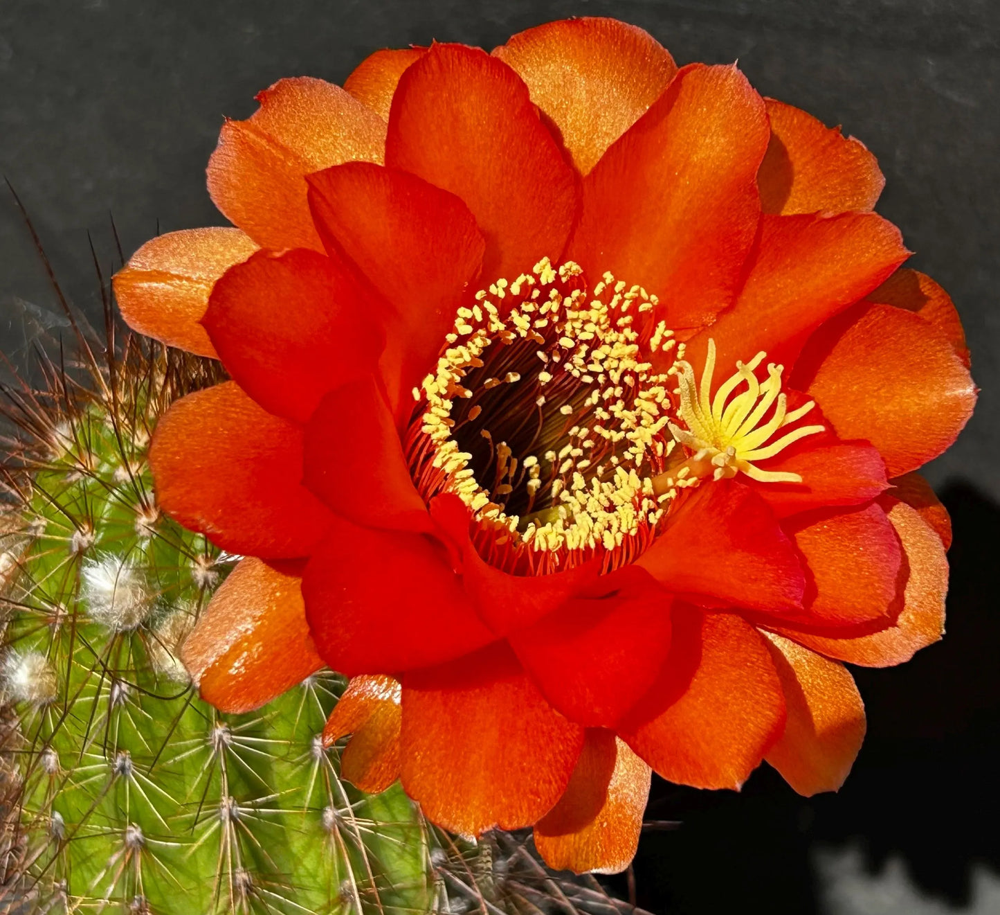 New, TRICHOCEREUS HYBRID 'NEWLANDS ORANGE' Blooming Cactus Plant