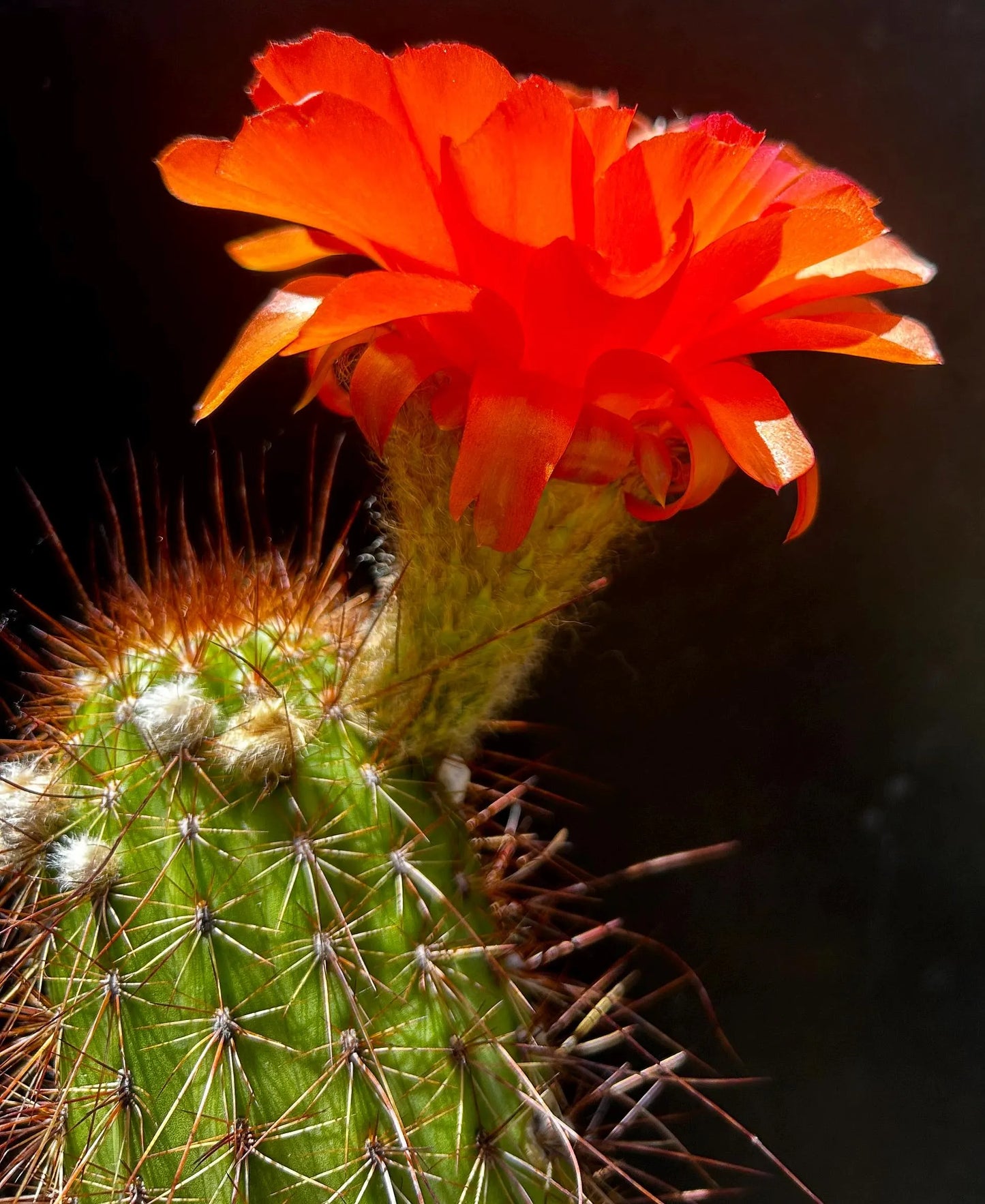 New, TRICHOCEREUS HYBRID 'NEWLANDS ORANGE' Blooming Cactus Plant