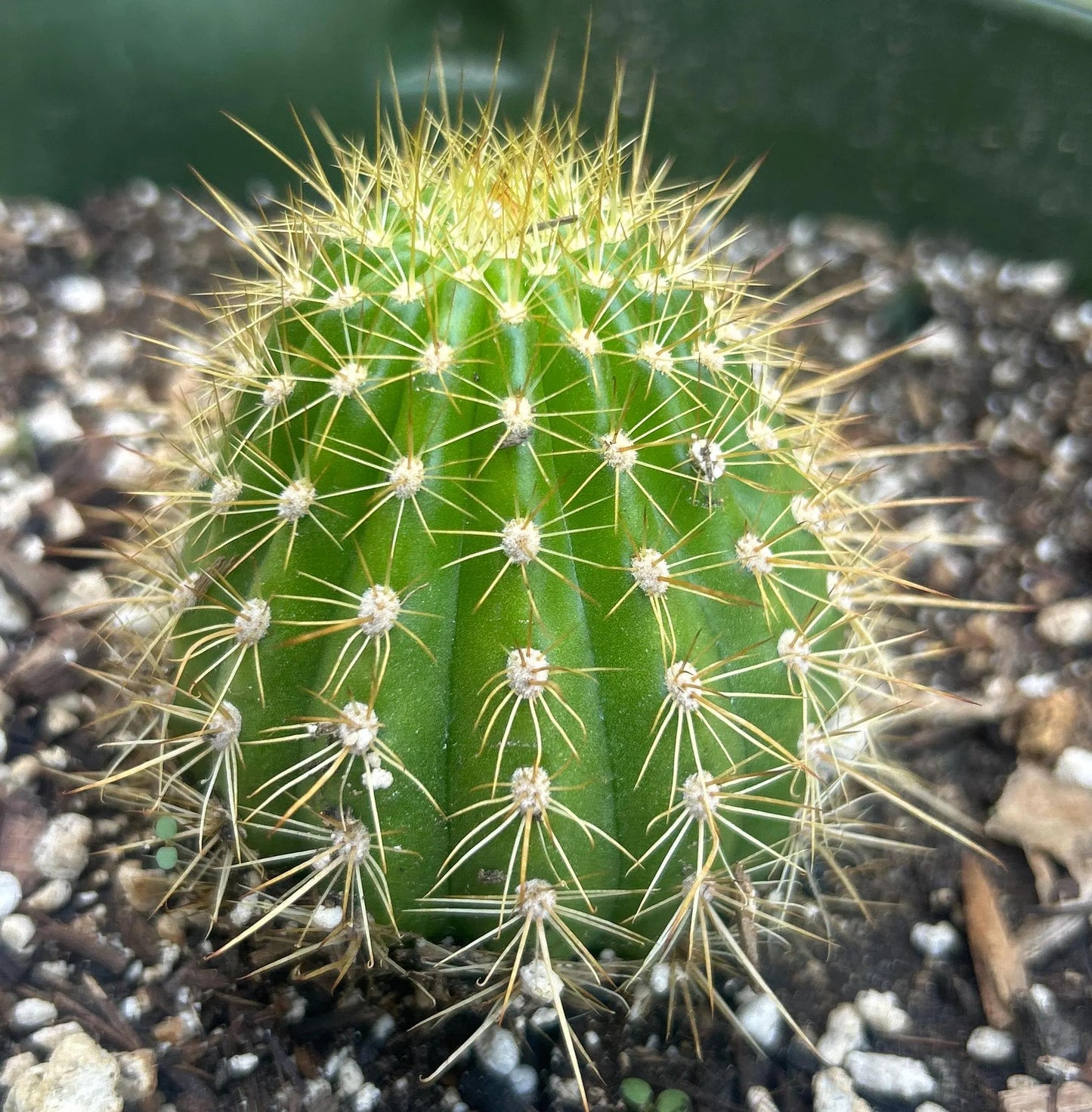New, TRICHOCEREUS HYBRID 'NEWLANDS ORANGE' Blooming Cactus Plant