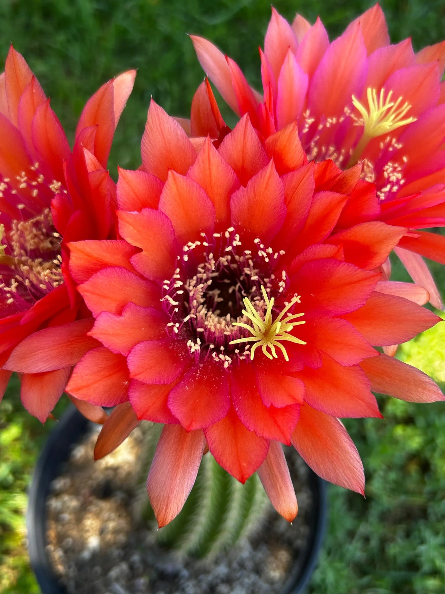TRICHOCEREUS HYBRID 'HYPNOSIS' Blooming Cactus