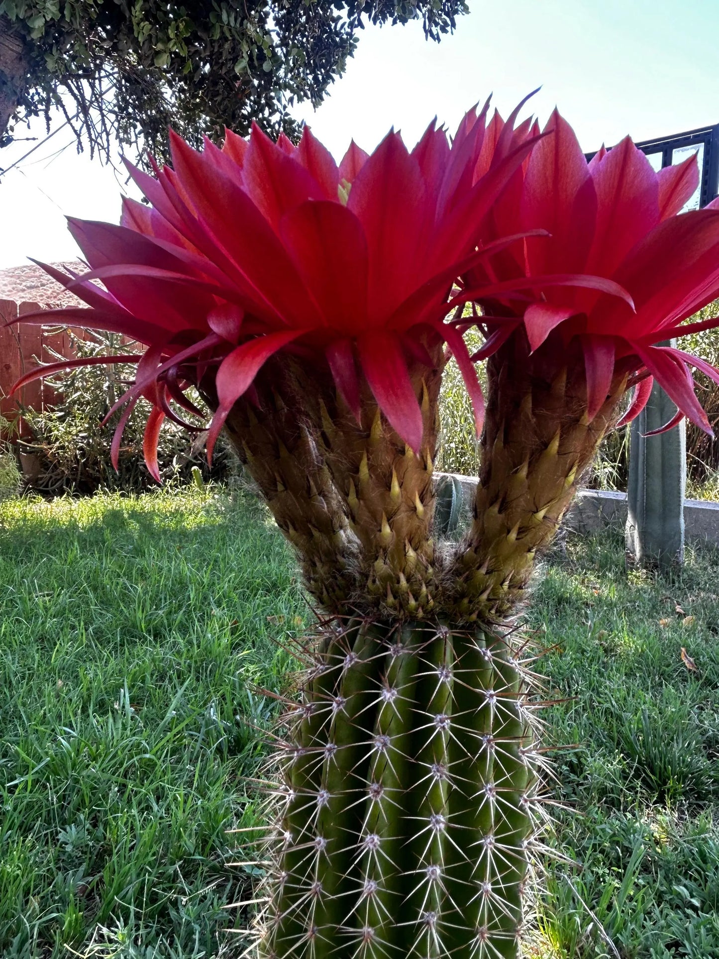 TRICHOCEREUS HYBRID 'HYPNOSIS' Blooming Cactus