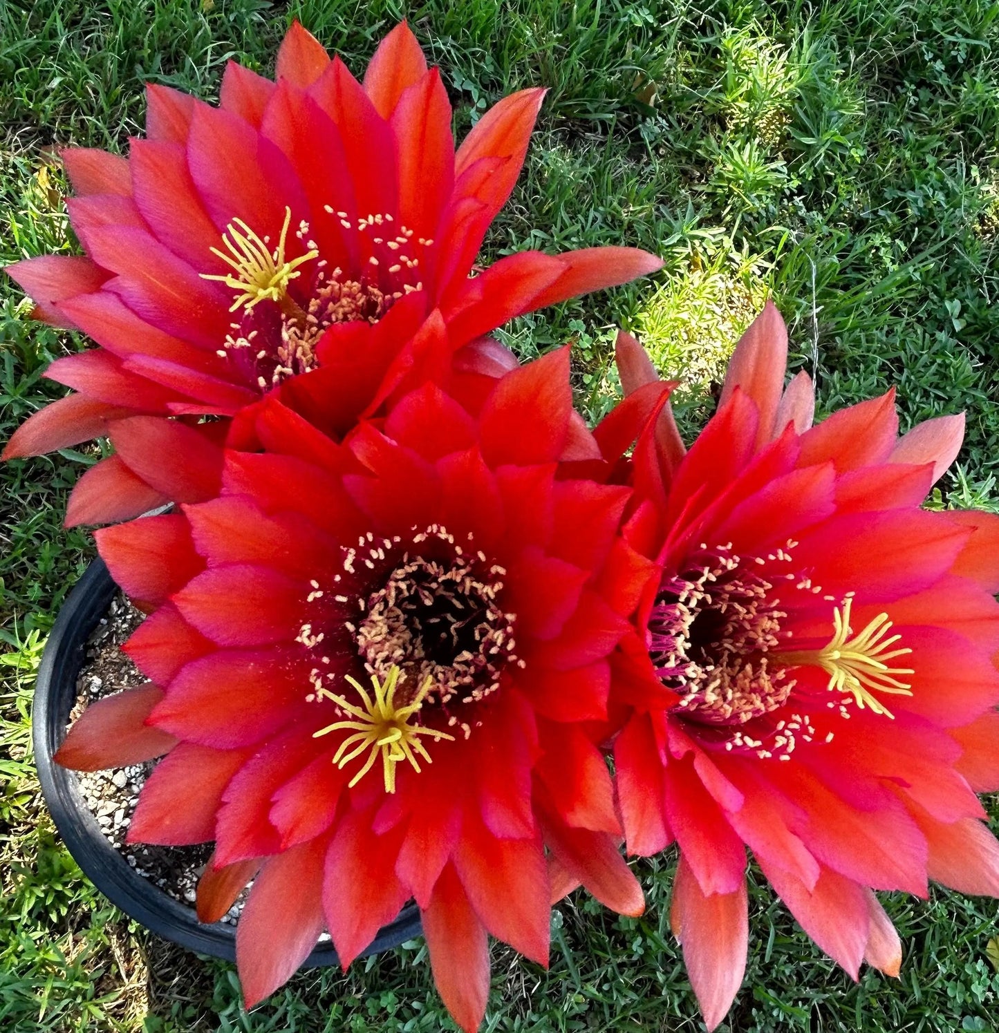 TRICHOCEREUS HYBRID 'HYPNOSIS' Blooming Cactus